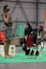 Shows-Hajsi - zdjęcie 23